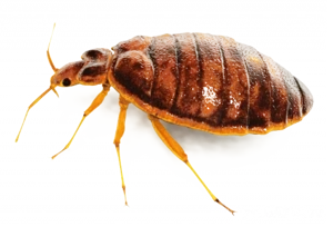 Servicii de dezinsecție, deratizare, dezinfecție