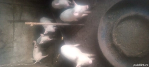 Vind 3 scrofite - imagine 3