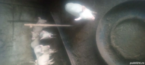 Vind 3 scrofite - imagine 2