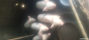 Vind 3 scrofite - imagine 5