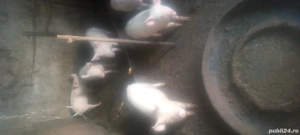 Vind 3 scrofite - imagine 4