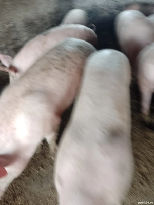 vind porci si purcei