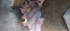 purcei de crescut  - imagine 2