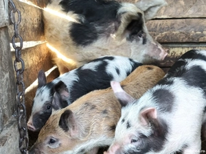 vand 5 purceii de 7 săptămâni 