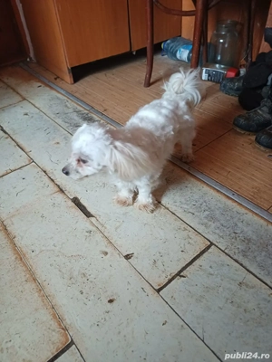 Vând bichon  - imagine 2