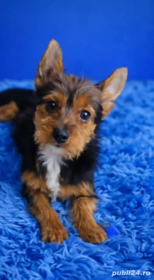 Baiat Yorkshire 6 luni de vânzare 