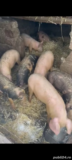 Purcei de vanzare 4 luni - imagine 2