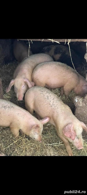 Purcei de vanzare 4 luni - imagine 3