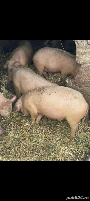 Purcei de vanzare 4 luni - imagine 2