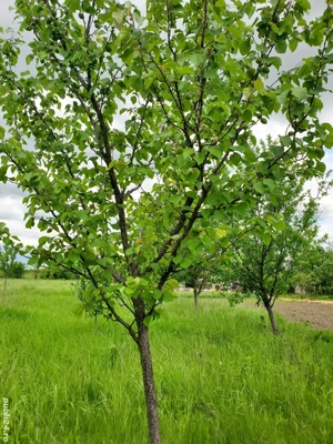Vand gradina loc de casa.