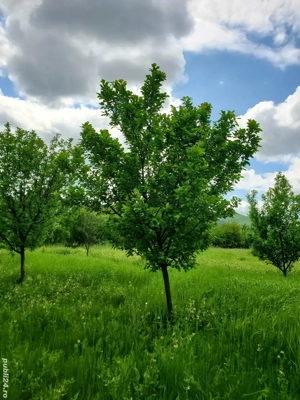 Vand gradina loc de casa. - imagine 2