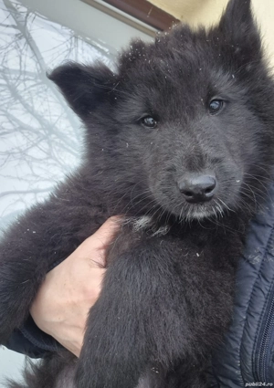 Ciobanesc belgian de groenendael  - imagine 2