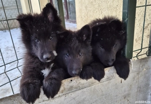 Ciobanesc belgian de groenendael  - imagine 5