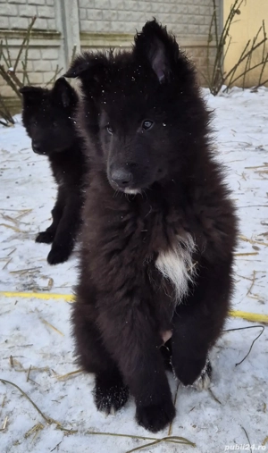 Ciobanesc belgian de groenendael  - imagine 4