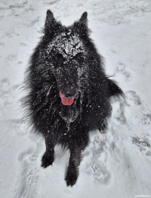 Ciobanesc belgian de groenendael  - imagine 6