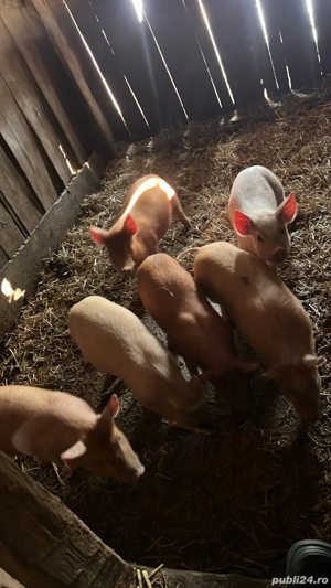 Vând 21 purcei de 8 săptămâni  - imagine 2