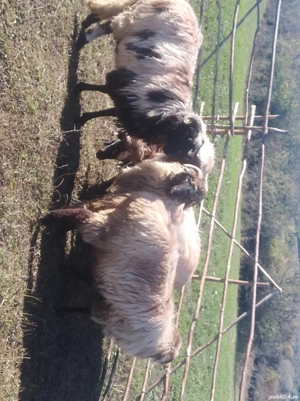 Vând 10 oi bune - imagine 3