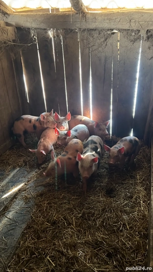 Vând 21 purcei de 8 săptămâni  - imagine 3