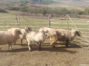 Vând 10 oi bune - imagine 2