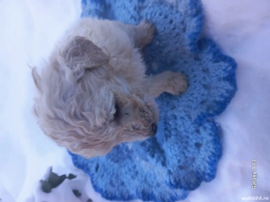 vand pudel - imagine 2