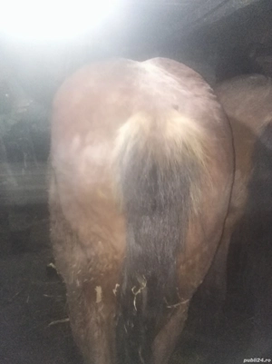 Vând     mânz     bun   - imagine 2