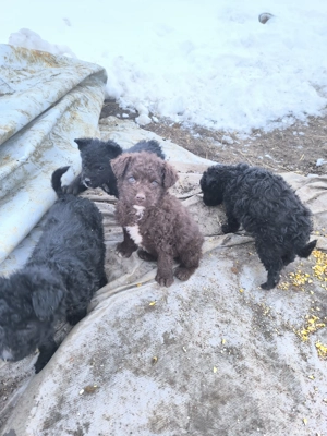 Căței de întors oile