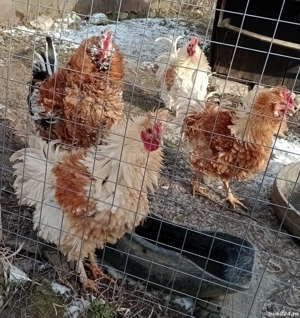 cocosi de rasa frezat - imagine 2