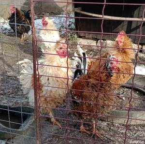 cocosi de rasa frezat