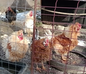 cocosi de rasa frezat - imagine 3