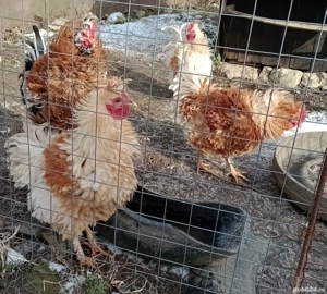 cocosi de rasa frezat - imagine 4