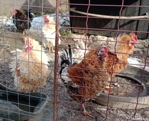 cocosi de rasa frezat - imagine 5