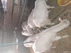 14capre si un tap alpin