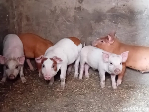 Vând purcei și porci rasă de carne la super ofertă, calitate superioară