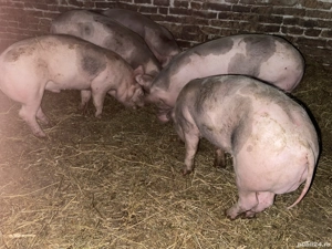 Vând porci, rasă pietrean 70 80 kg   - imagine 2