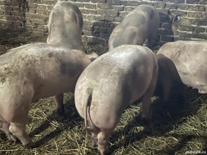 Vând porci, rasă pietrean 70 80 kg   - imagine 4