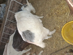 14capre si un tap alpin - imagine 4