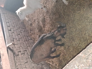 14capre si un tap alpin - imagine 3