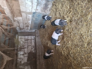 Vand purcei bazna rasa pura 