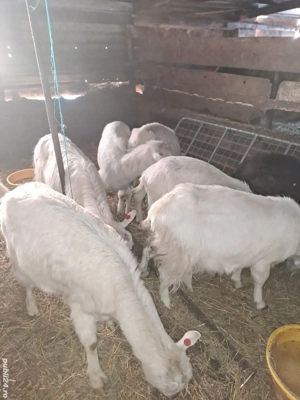 14capre si un tap alpin - imagine 2