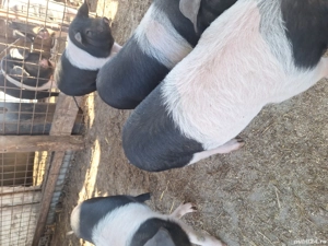 Vand purcei bazna rasa pura  - imagine 4