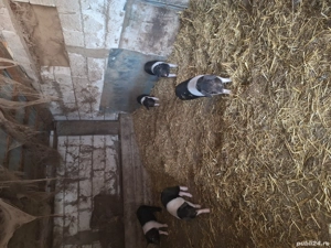 Vand purcei bazna rasa pura  - imagine 3