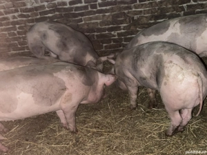 Vând porci, rasă pietrean 70 80 kg   - imagine 5