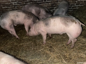 Vând porci, rasă pietrean 70 80 kg   - imagine 3