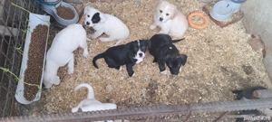 Donăm cățeluși jucăuși, metiși din cane corso, vârstă 2 luni!