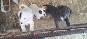 Donăm cățeluși drăgălași și jucăuși, talie medie, vârstă 2 luni - imagine 2