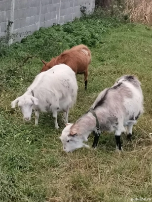 Vând două capre si un țap  - imagine 2