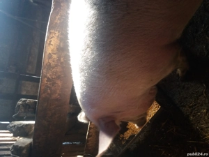 Vand porci 60 80 kg si  scroafa gestanta - imagine 4