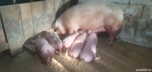 Scroafa de reproductie de vanzare  - imagine 2