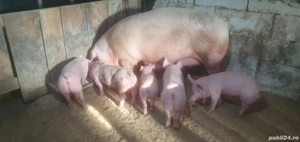 Scroafa de reproductie de vanzare  - imagine 3