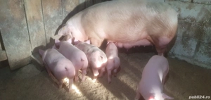 Scroafa de reproductie de vanzare  - imagine 4